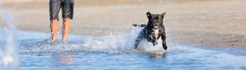 2664-fuengirola-alojamiento-admite-perro-cerca-playa-perros