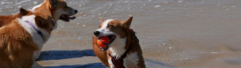 2666-estartit-alojamientos-cerca-playa-canina-els-griells