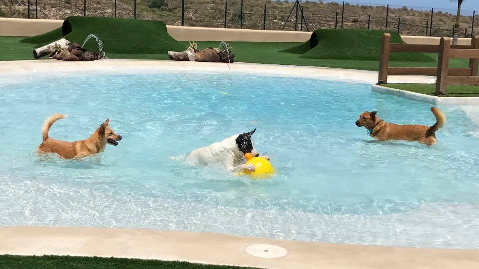 2745-club-perros-piscinas-tenerife