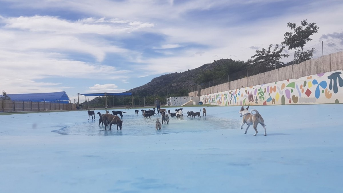 2753-gos-Aventura-piscina-perros-castellon