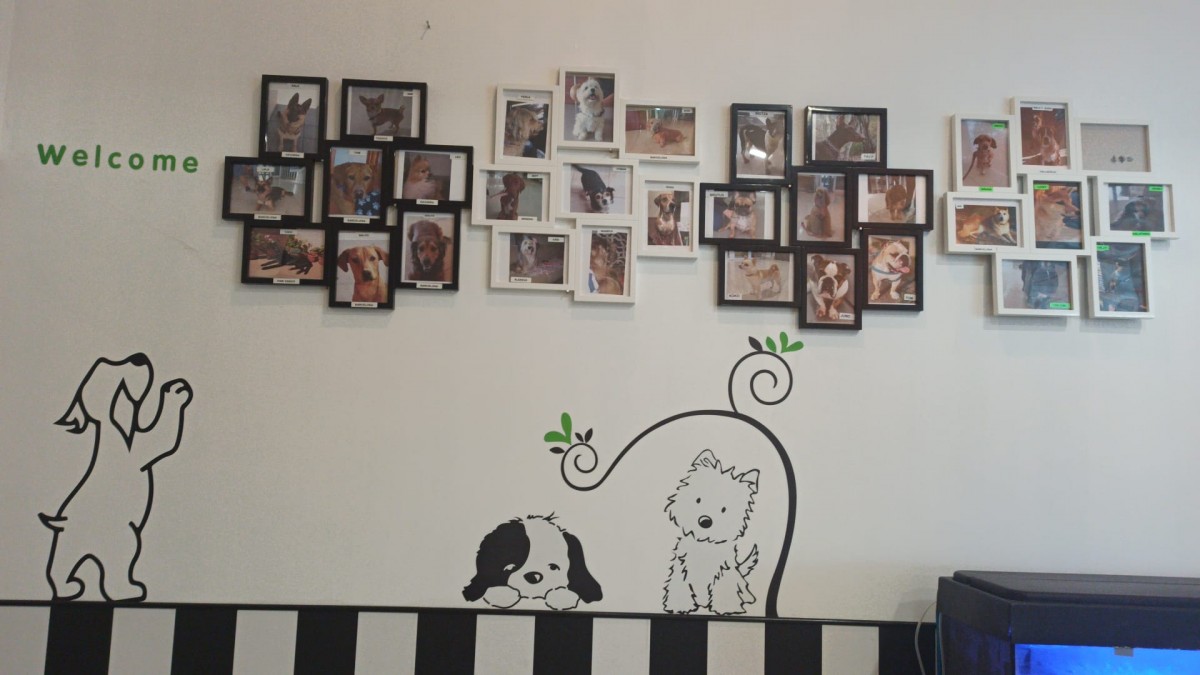2798-hotel-ciudad-corella-perros