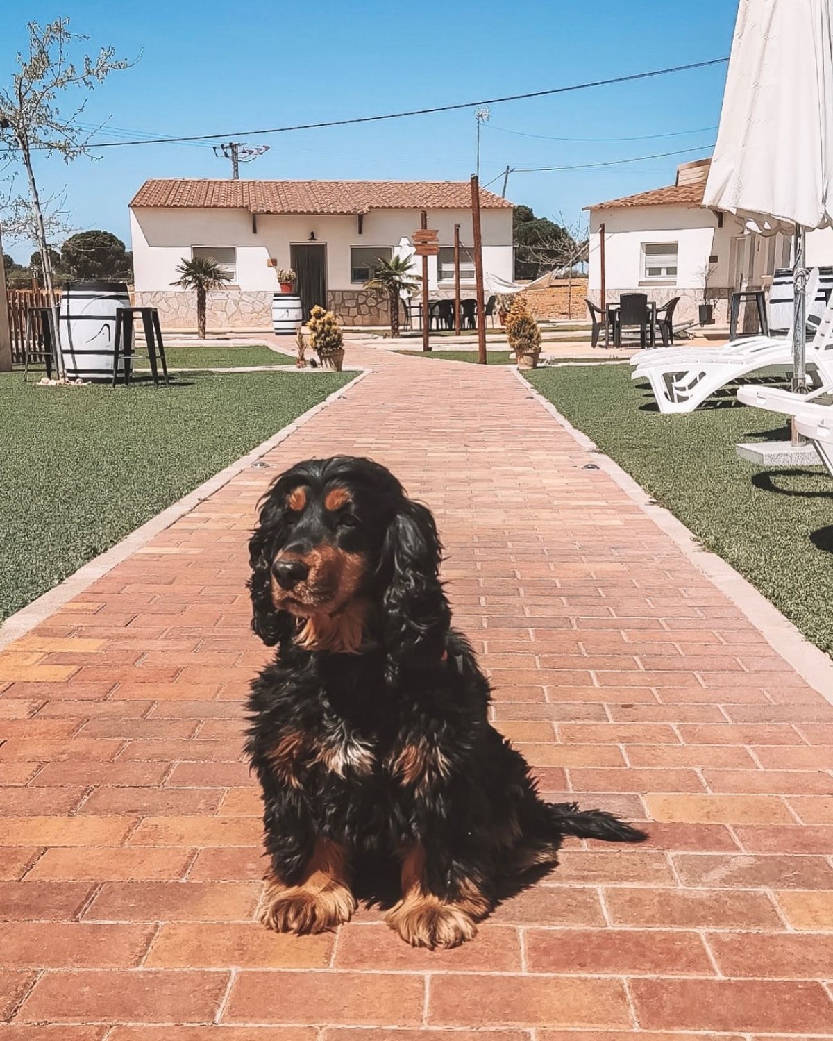 2840-alamancha-casas-cuenca-perros