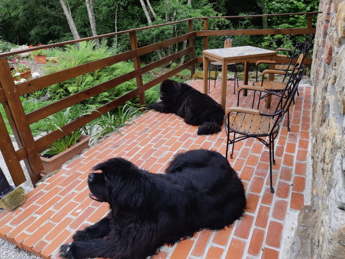 2850-el-molino-cantabria-perros-cantabria