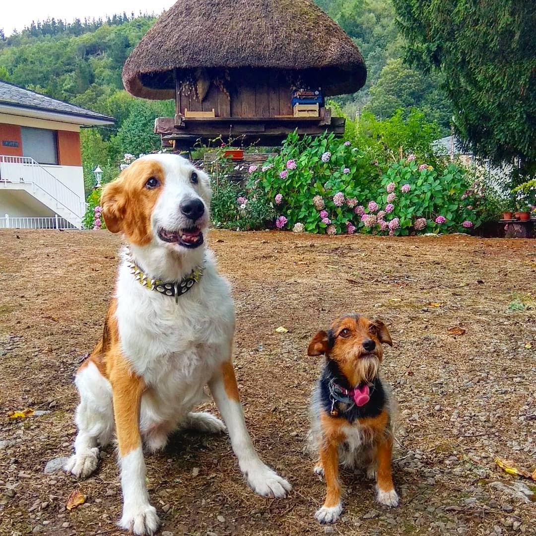 2872-villa-severina-admite-perros