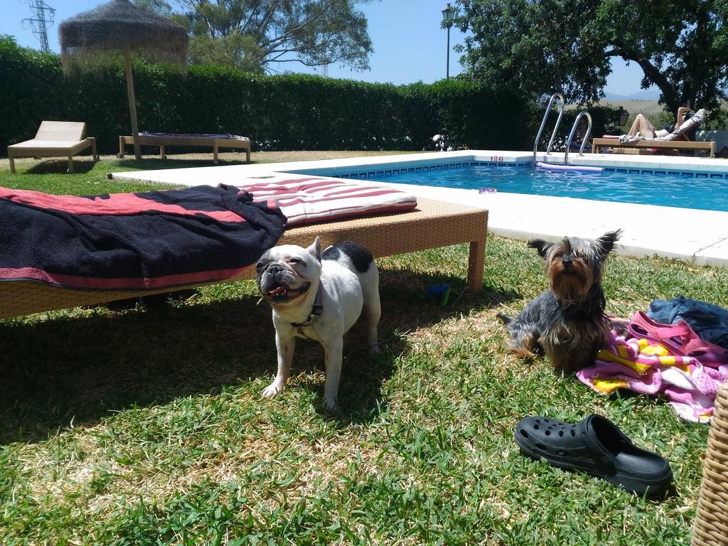 2880-cortijo-del-arte-perros