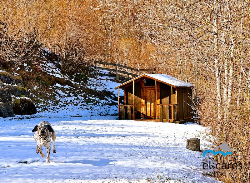 2992-camping-cares-picos-europa-perro