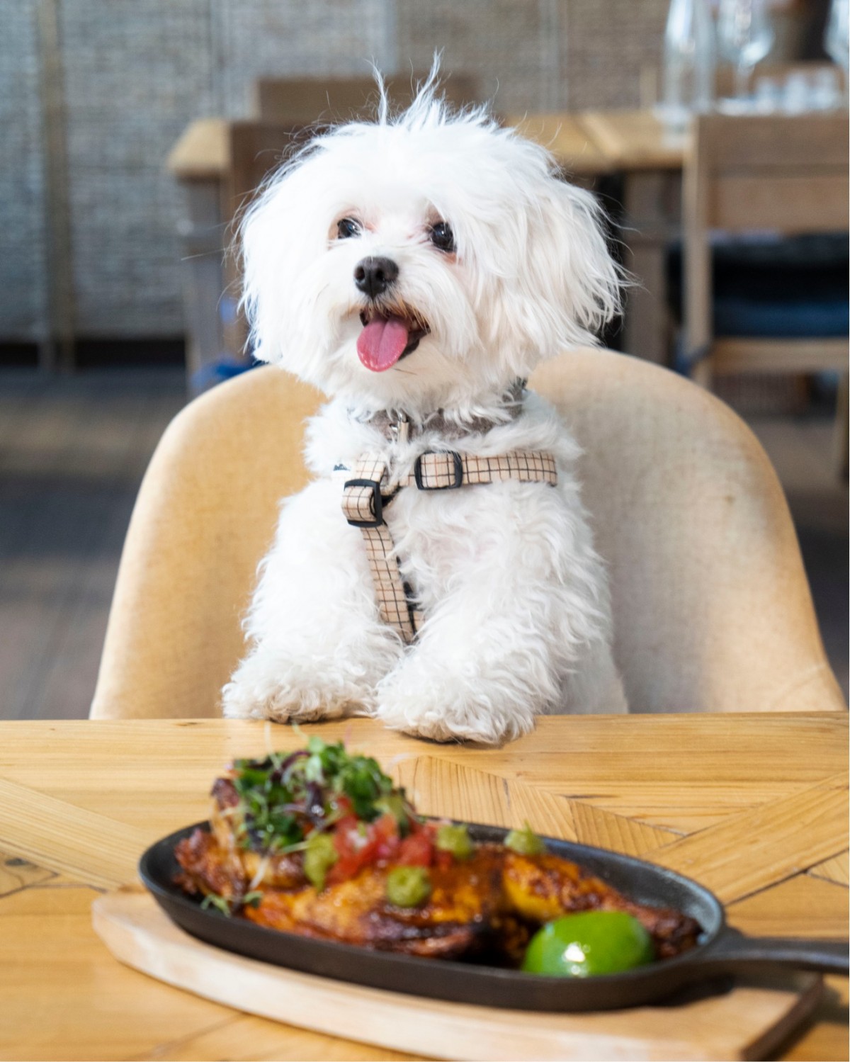 3354-la-bonita-madrid-dog-friendly