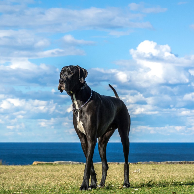 3374-gran-danes