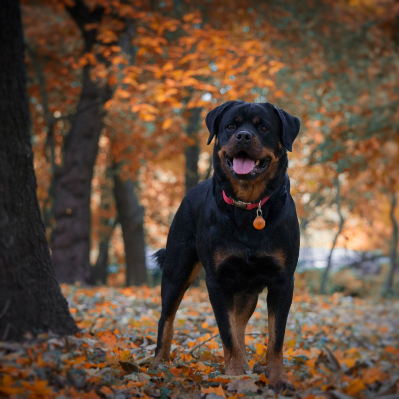 3387-rottweiller