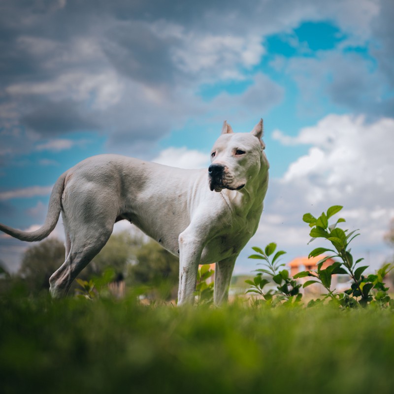 3389-dogo-argentino