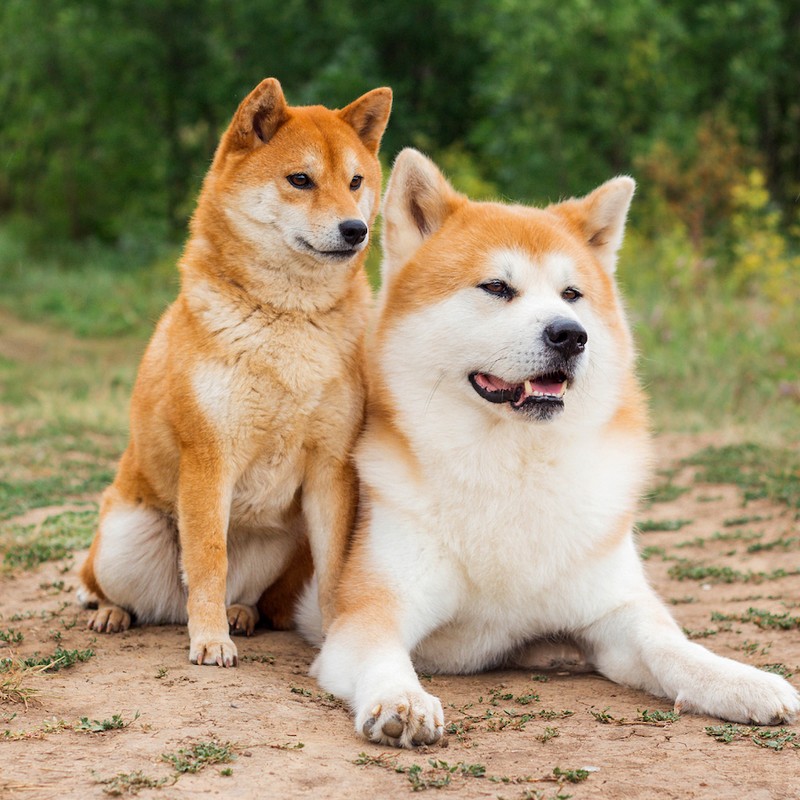 3399-akitita-inu