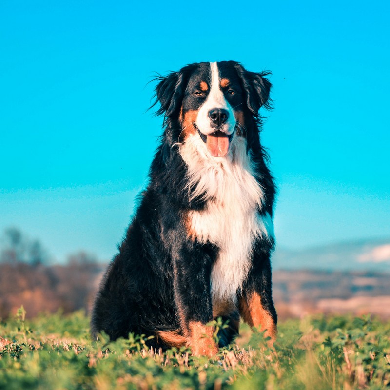 3404-perro-bernes