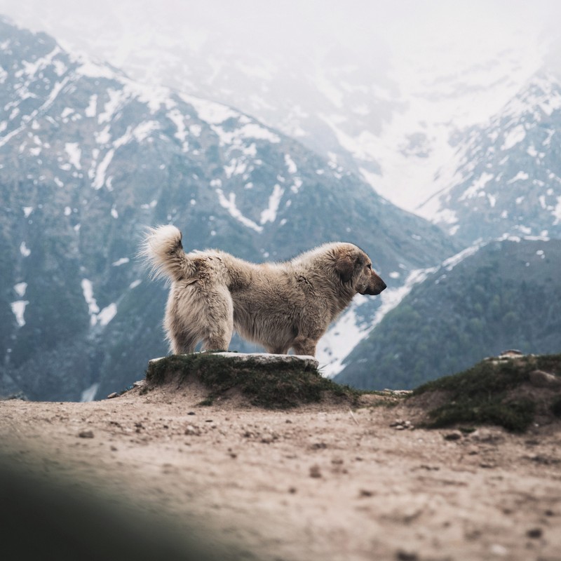 3410-perro-gran-pirineo