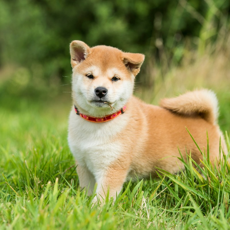 3416-tosa-inu