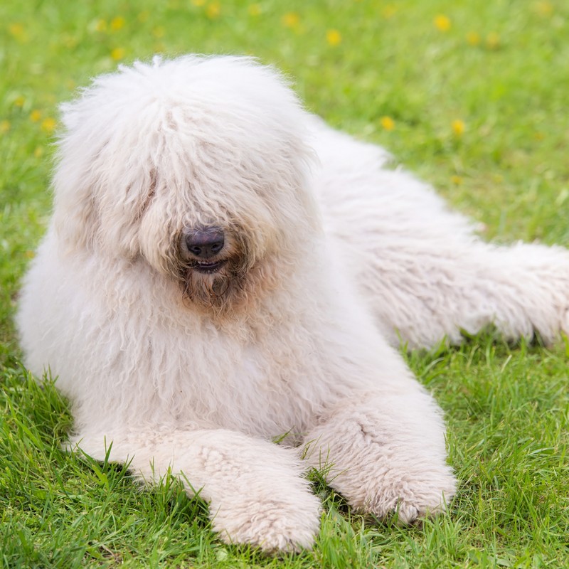 3418-komondor-perro