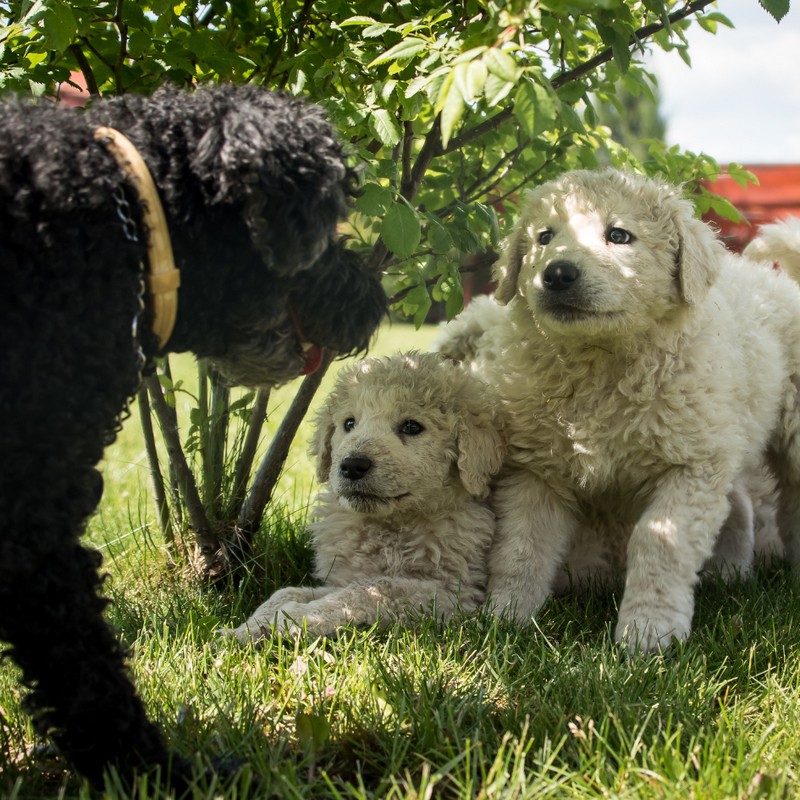 3420-kuvasz