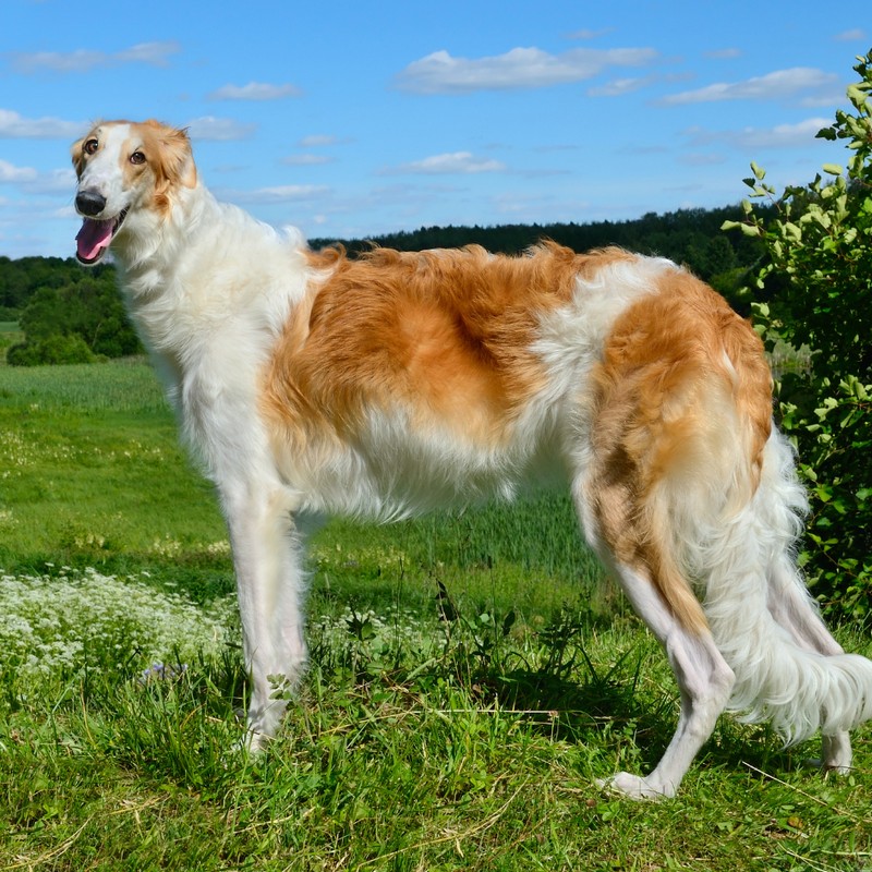 3424-borzoi-perro