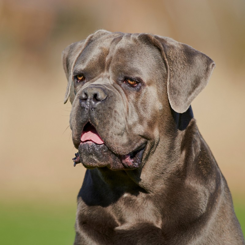 3426-cane-corso-perro