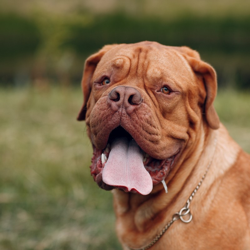 3429-dogue-burdeos