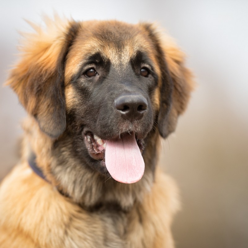 3431-leonberger-perro