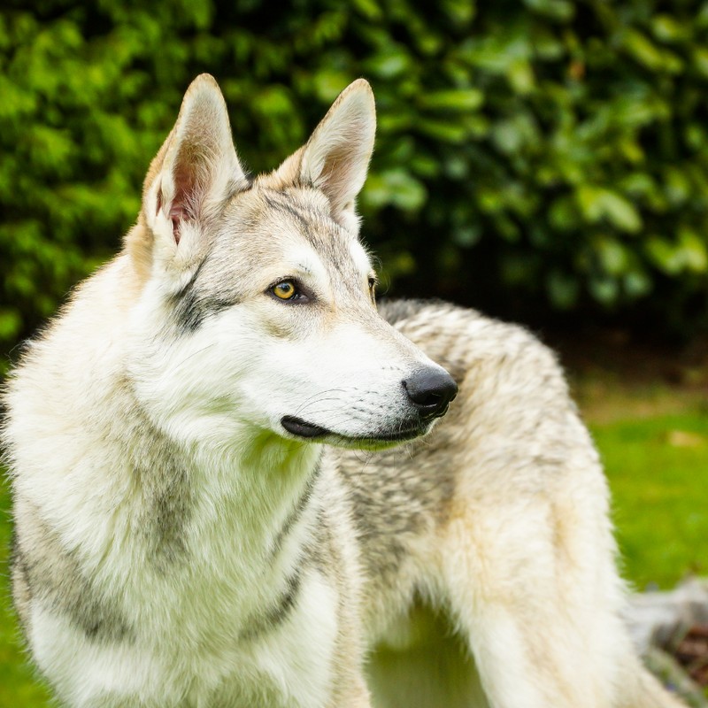 3438-perro-lobo-saarloos
