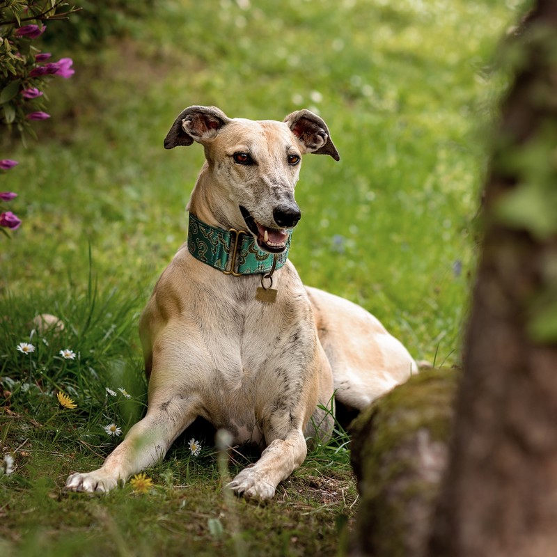 3440-galgo-espanol-raza