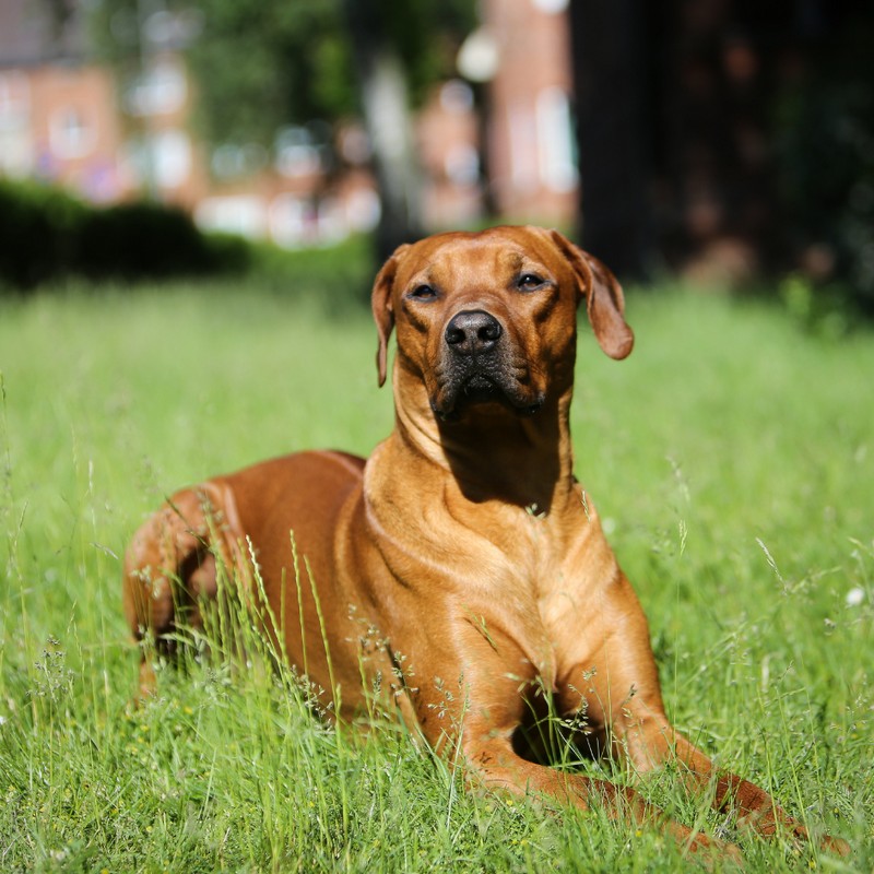 3446-ridgeback-rodesia-perro