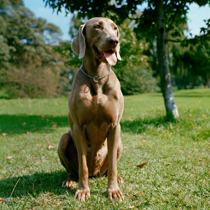 3450-weimaraner-raza