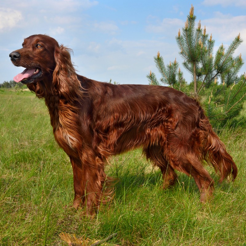 3452-setter-irlandes-raza