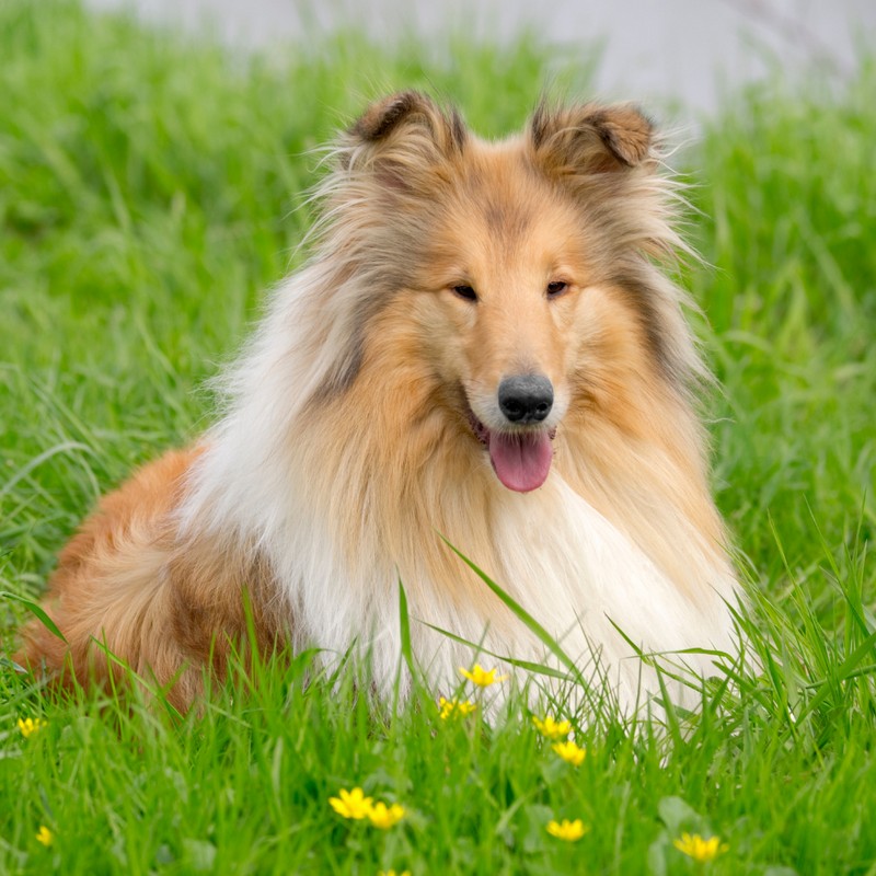 3456-collie-raza