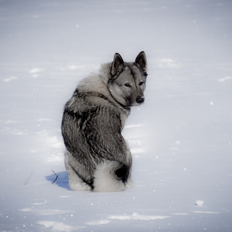 3461-perro-cazador-de-alces-noruego