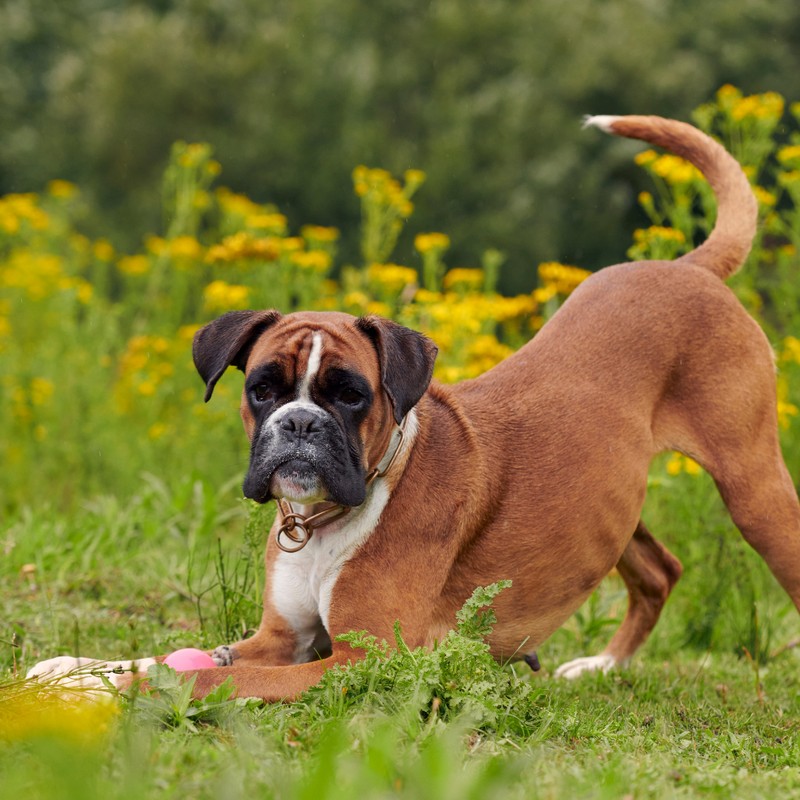3463-boxer-perro-raza