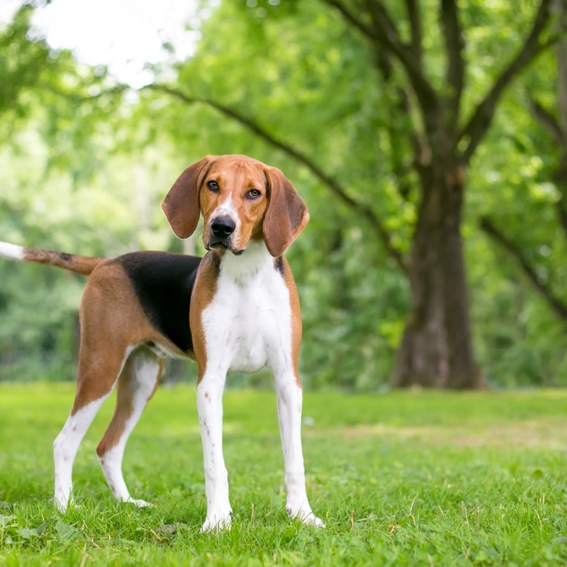 3464-foxhound-ingles-raza