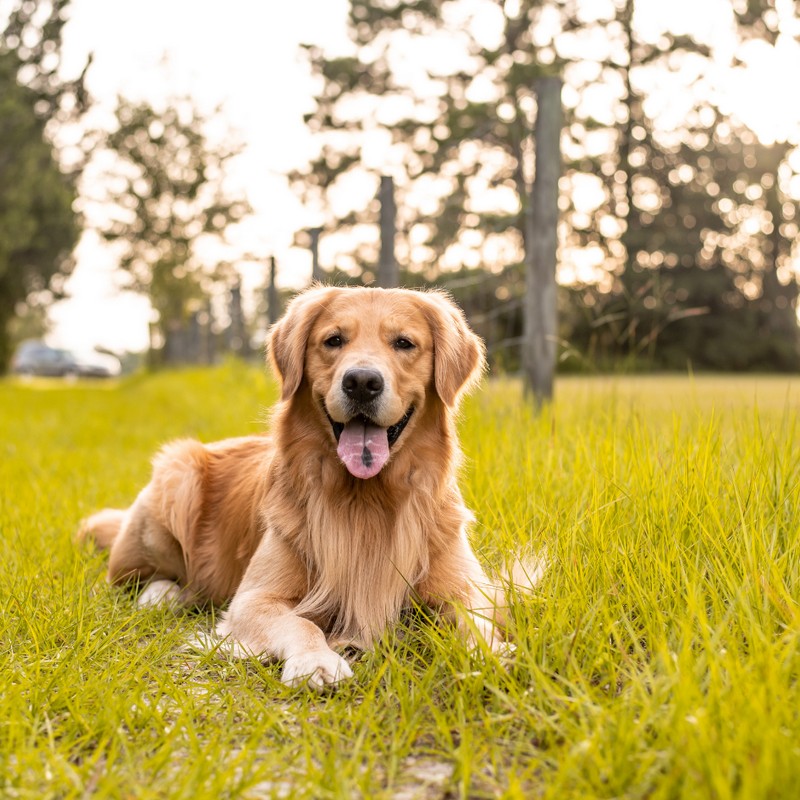 3469-golden-retriever-raza