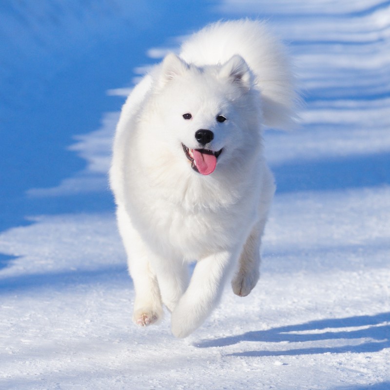 3473-samoyedo-raza