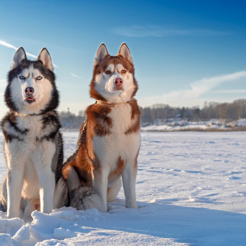 3474-husky-siberiano-raza