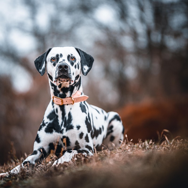 3475-dalmata-raza