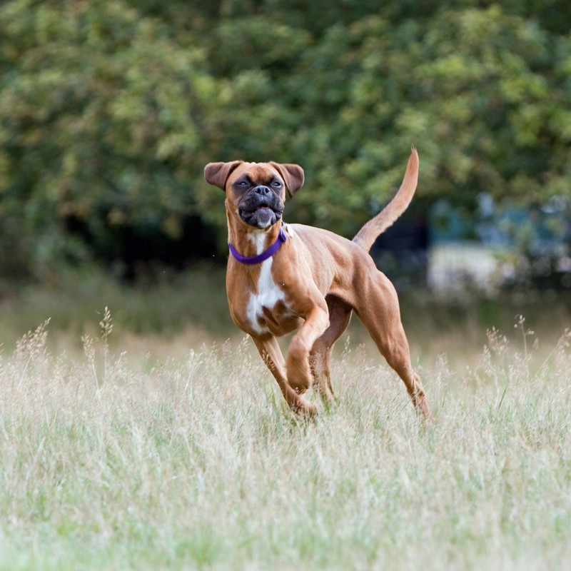 3476-boxer-americano-raza
