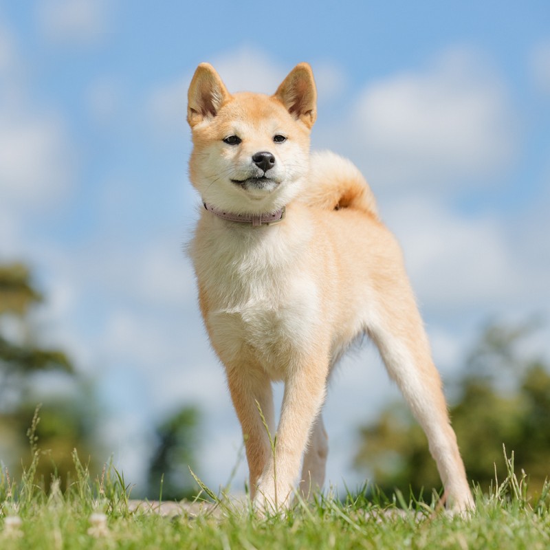 3483-perro-de-canaan