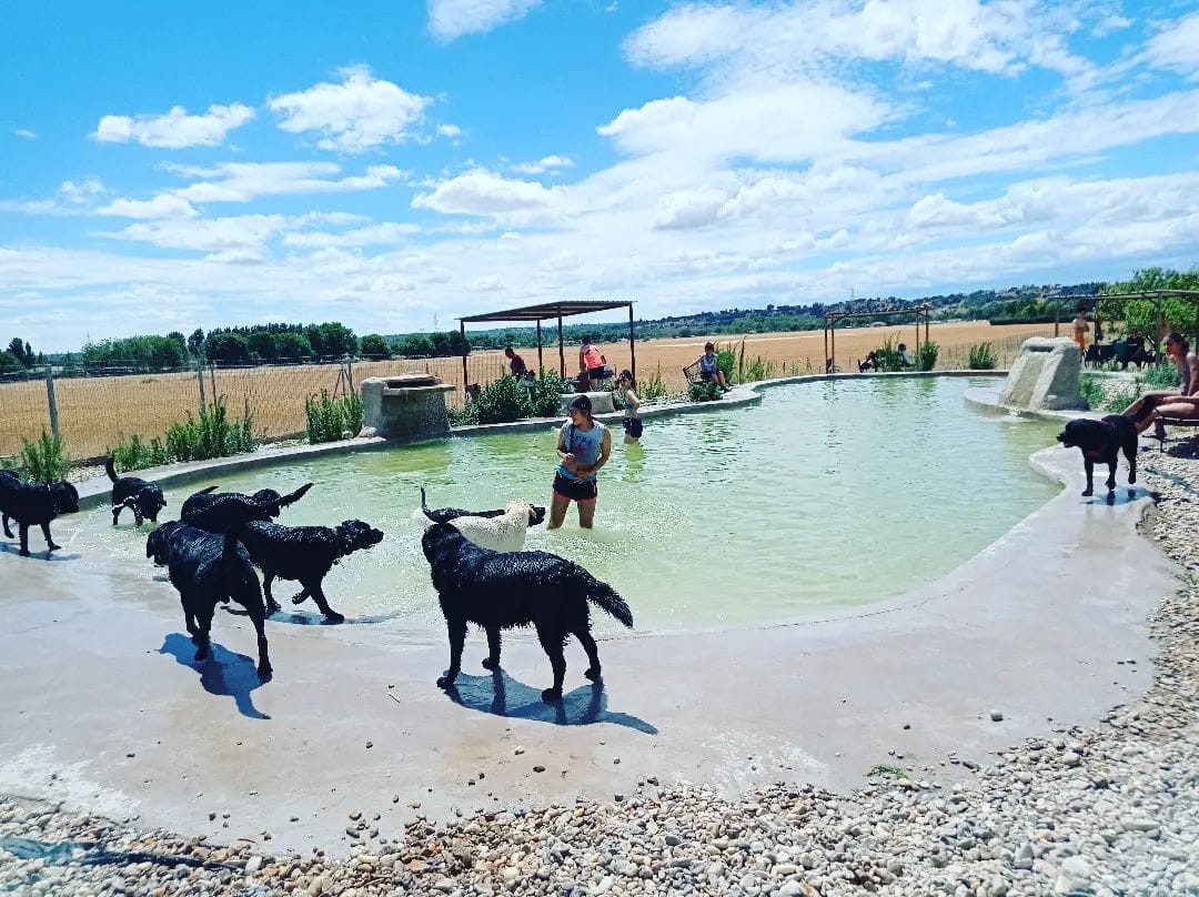 3489-parque-acuatico-perros-madrid