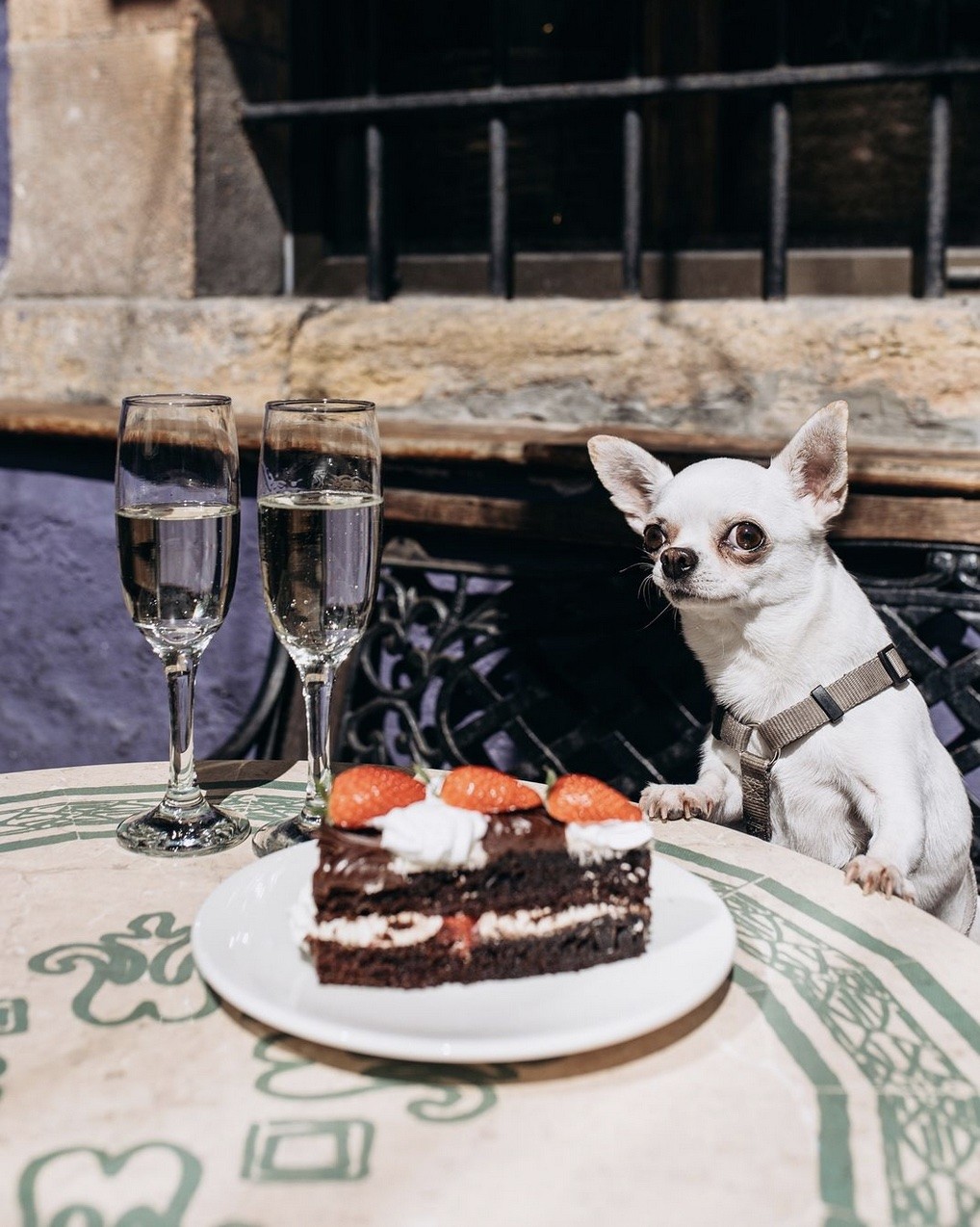 3522-restaurante-dog-friendly-asturias