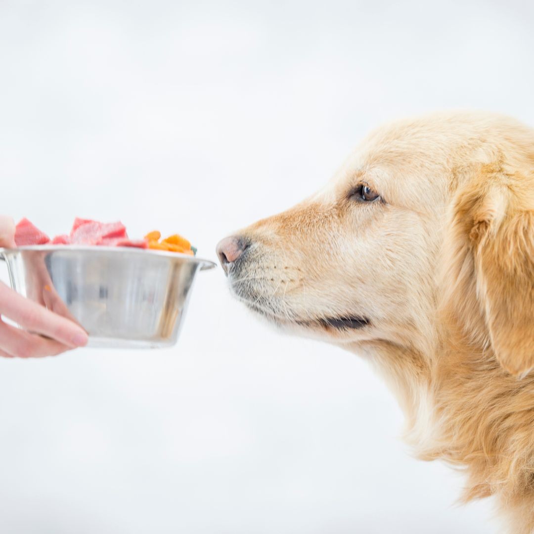 3537-perro-verduras-come
