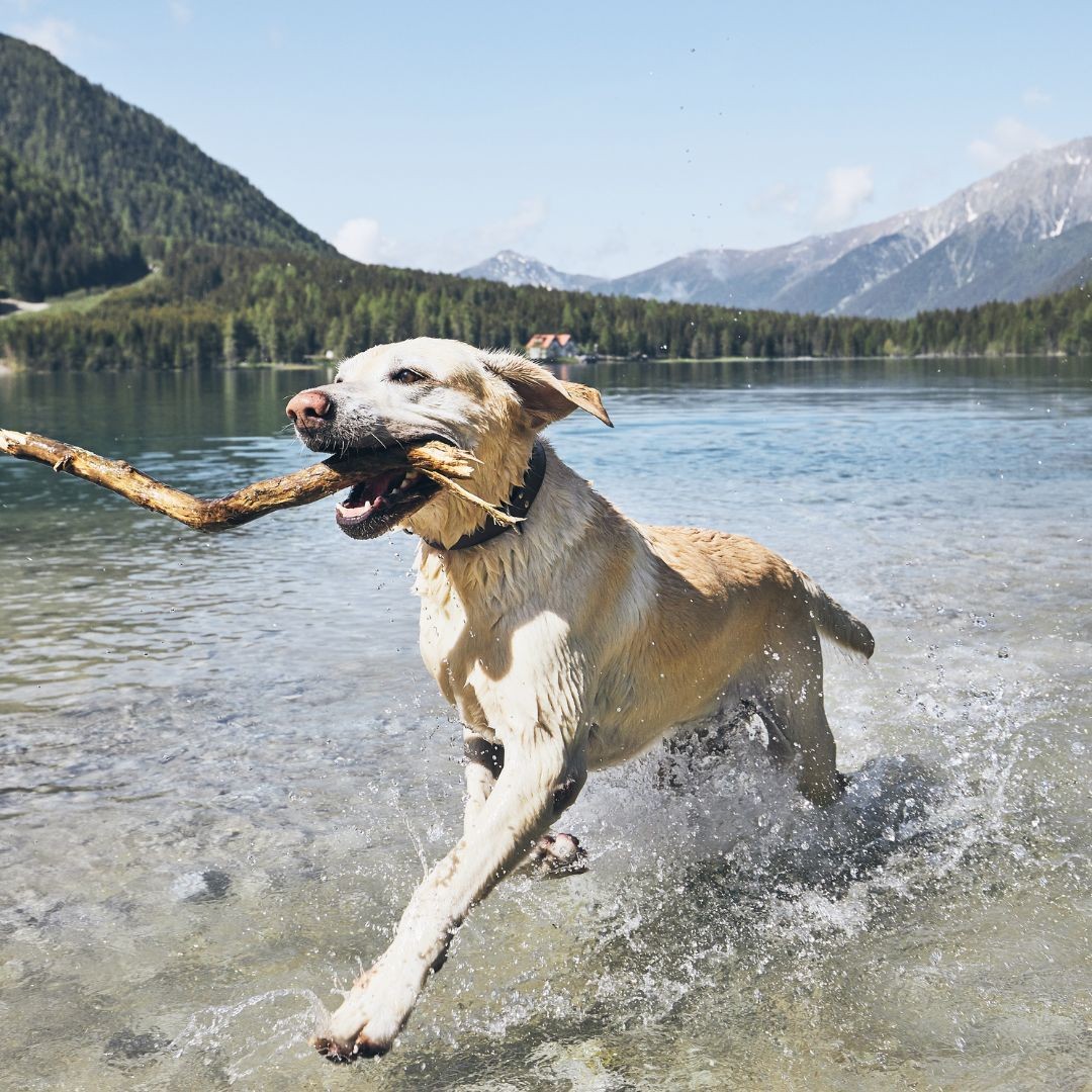 3539-asturias-con-perro