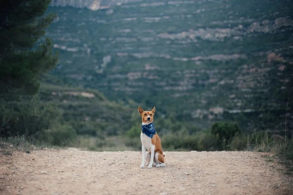 3578-escapada-perro-via-verde