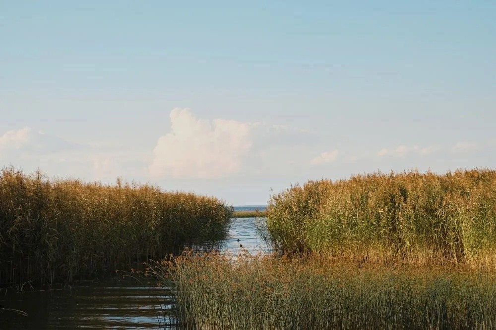 3583-escapada-perro-delta-ebro