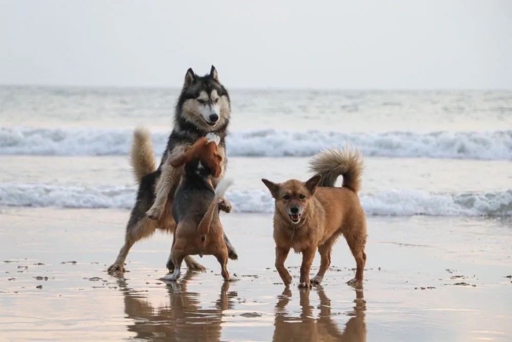 3593-escapada-perro-playa-canina