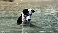 3594-escapada-perro-ria-aurosa