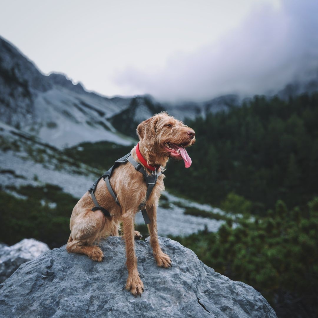 3603-escsapada-perro-parque-natural-somiedo