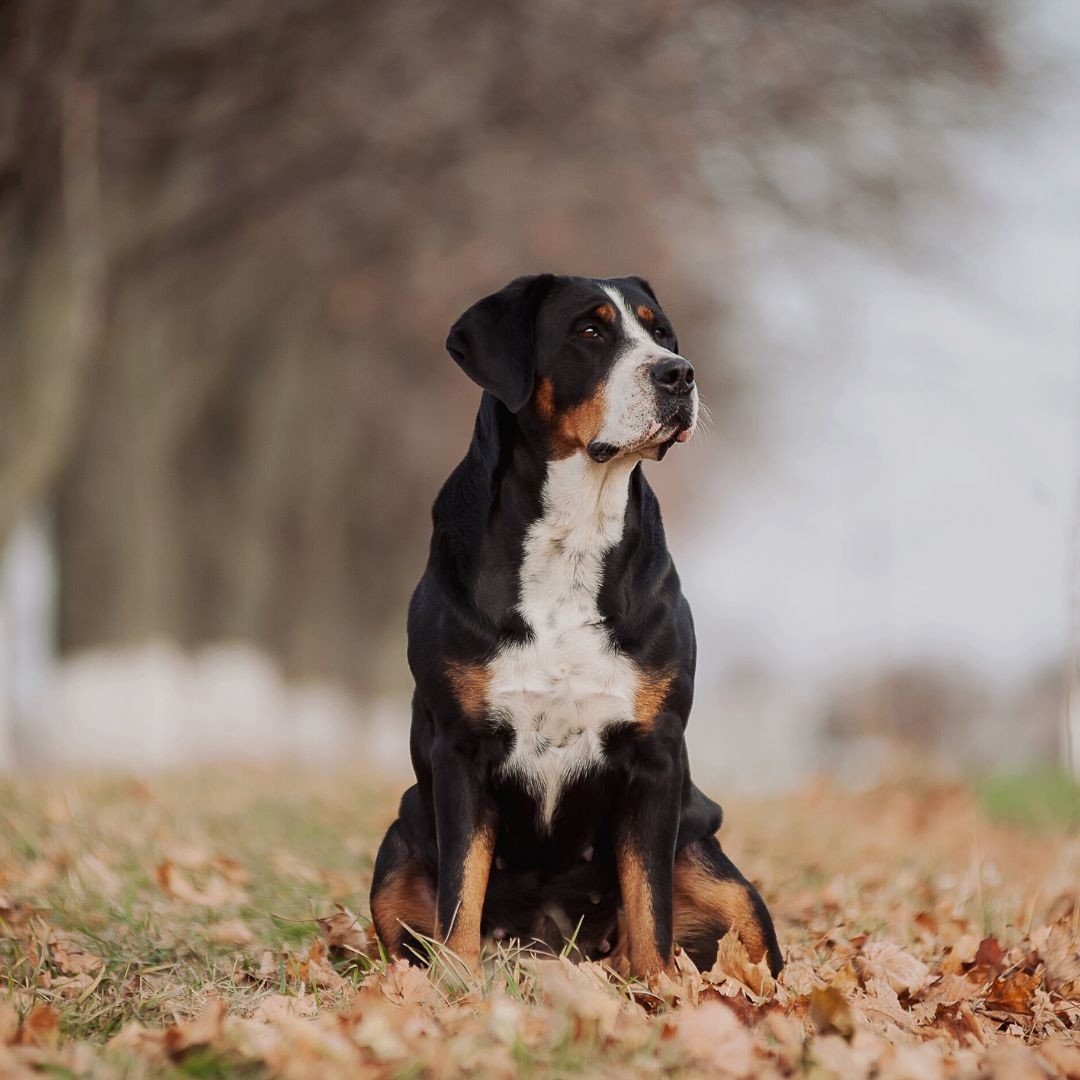 3613-plan-picos-europa-con-perro