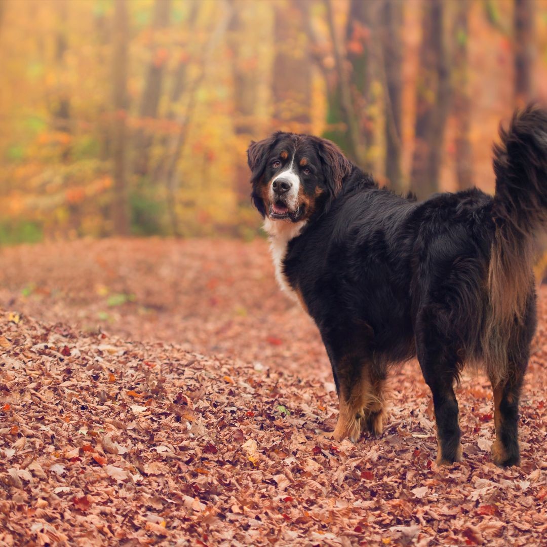 3626-otono-perro-escapada